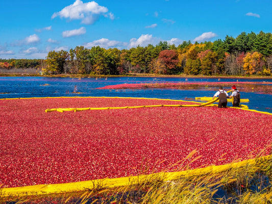 Cranberry: A Funny Berry